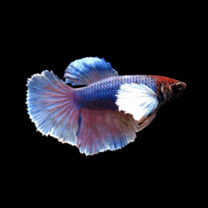 Female Betta Dumbo | 3 cm