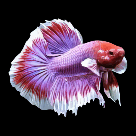 Dumbo Betta Male | 3cm