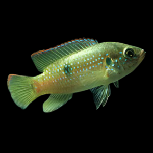 Dwarf Jewel Cichlid Hemichromis Bimaculatus | 4cm