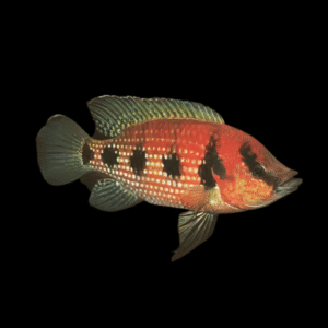 Five Star General Cichlid Hemichromis Elongatus | 5cm