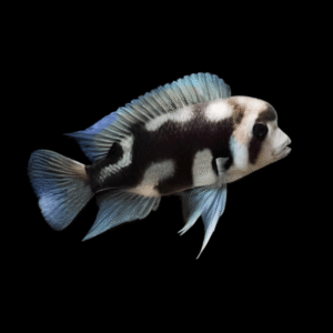 Cyphotilapia Frontosa Black Widow | 3cm
