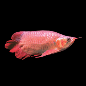 King Chilli Red Short Bodied Arowana Scleropages Formosus | 20cm