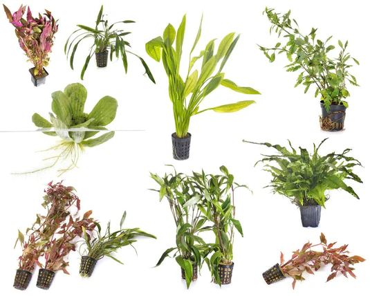 LIVE PLANTS CATEGORY