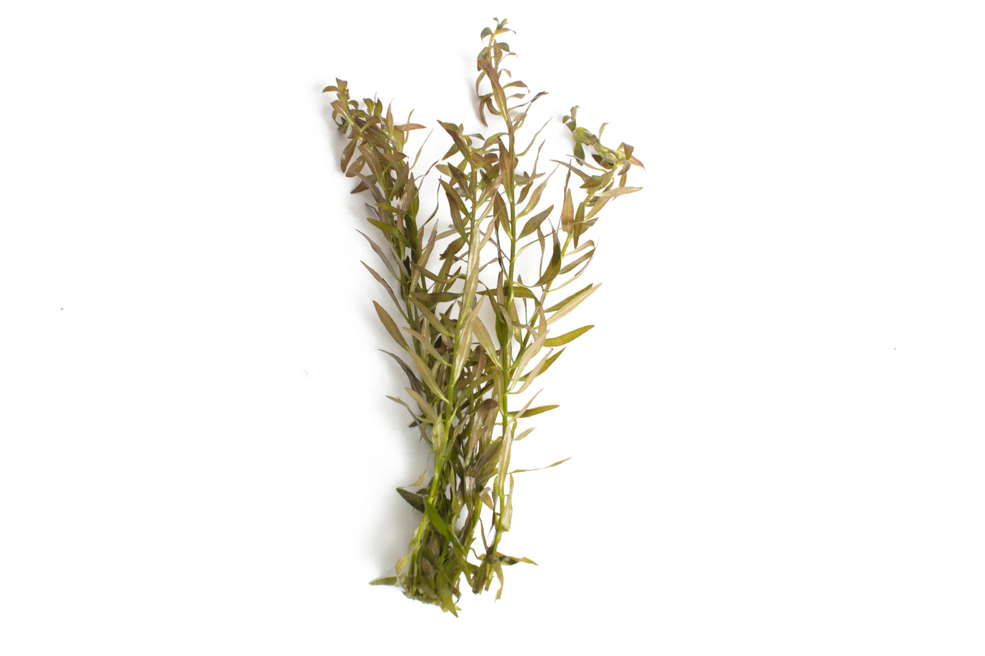 Live Aquarium Plants x 35 Collection - Tropical Water Live Aquarium Plants - Image 2