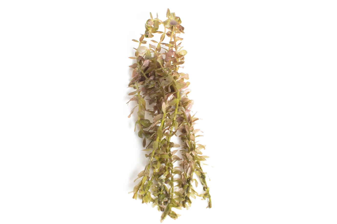 Live Aquarium Plants x 35 Collection - Tropical Water Live Aquarium Plants - Image 4