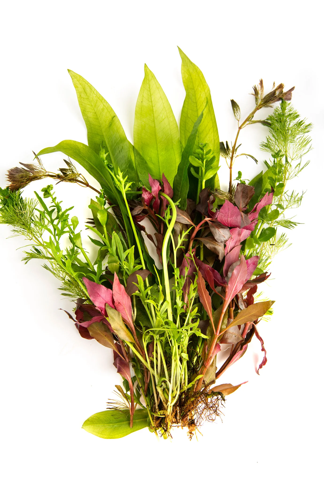 Live Aquarium Plants x 50 Collection - Tropical Water Live Aquarium Plants - Image 2