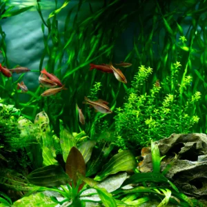 Live Aquarium Plants x 50 Ringed - Tropical Water Live Aquarium Plants