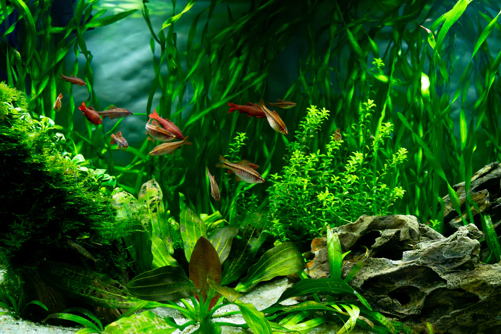 Live Aquarium Plants x 50 Ringed - Tropical Water Live Aquarium Plants