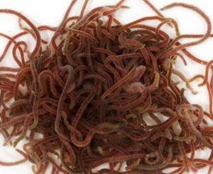 Live tubifex worms