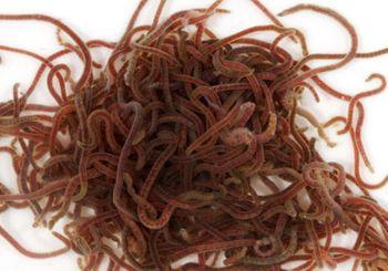 Live tubifex worms