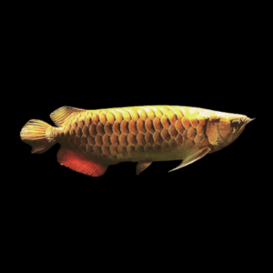 Malaysian Golden Head Golden Crossback Arowana Scleropages Formosus | 20cm