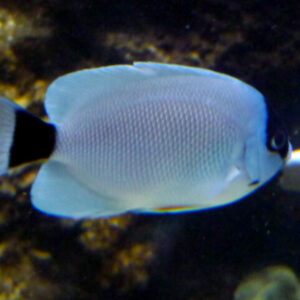 Masked Angelfish (Genicanthus personatus)