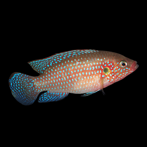 Neon Jewel Cichlid Hemichromis Bimaculatus | 5cm