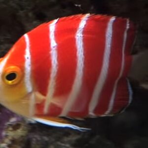 Peppermint angelfish | 4 - 7cm