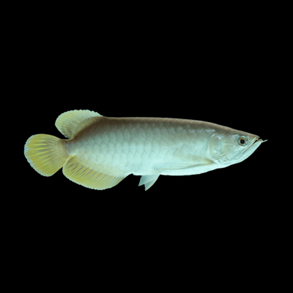 Platinum Asian Arowana Scleropages Formosus | 20cm