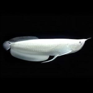 Platinum Silver Arowana (Osteoglossum Bicirrhosum) Fish | 30cm