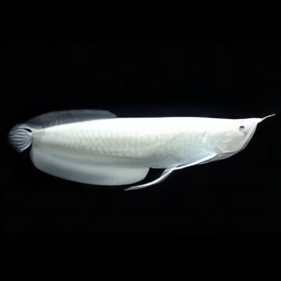 Platinum Silver Arowana (Osteoglossum Bicirrhosum) Fish | 30cm