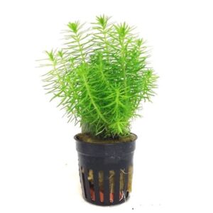 Pogostemon Erectus Live Plant for Aquarium Tank