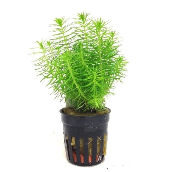 Pogostemon Erectus Live Plant for Aquarium Tank