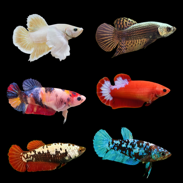 Premium Betta Assorted Female | 3cm