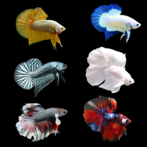 Premium Betta Assorted Male | 3cm