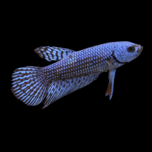 Premium Betta Female Alien Blue | 3cm