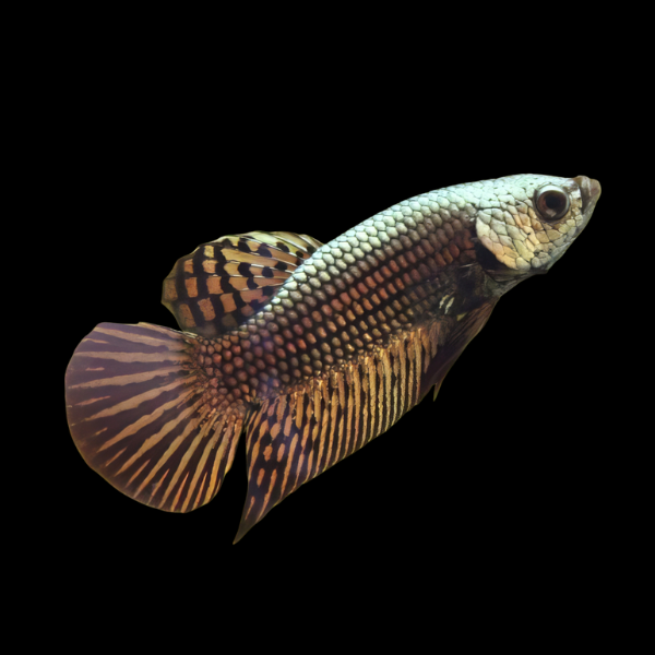 Premium Betta Female Alien Copper | 3cm