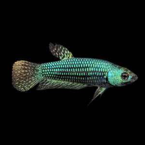 Premium Betta Female Alien Green | 3cm