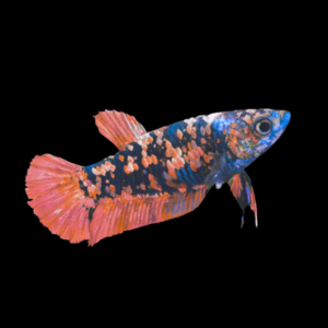 Premium Betta Female Avatar Red Base | 3cm