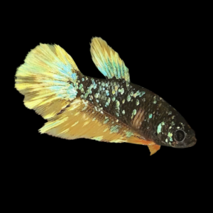 Premium Betta Female Avatar Yellow Base | 3cm