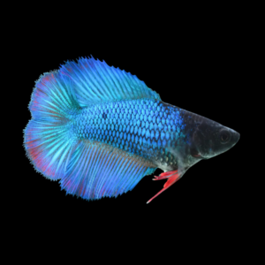 Premium Betta Female Double Tail Blue Based | 3cm