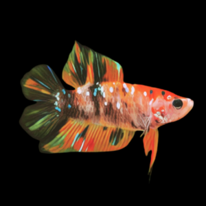 Premium Betta Female Double Tail Koi | 3cm