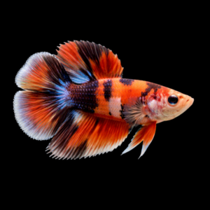 Premium Betta Female Double Tail Nemo | 3cm