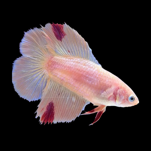 Premium Betta Female Double Tail Pink Based | 3cm