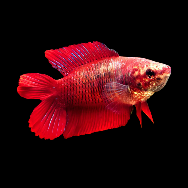 Premium Betta Female Double Tail Red Based | 3cm
