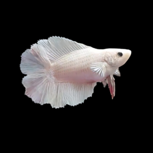 Premium Betta Female Double Tail White Based | 3cm