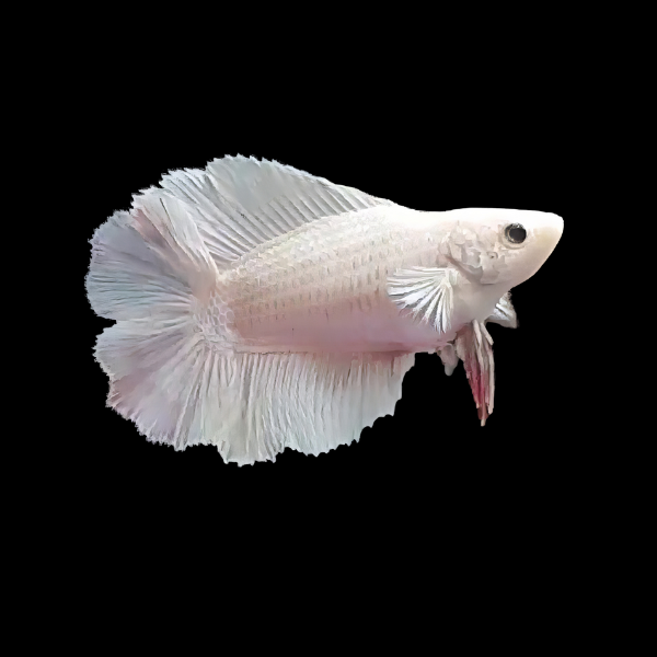 Premium Betta Female Double Tail White Based | 3cm