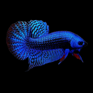 Premium Betta Male Alien Blue | 3cm