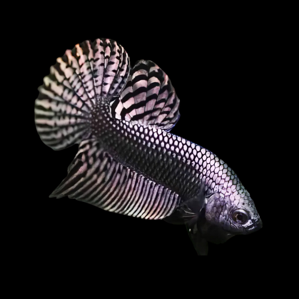 Premium Betta Male Alien Copper | 3cm