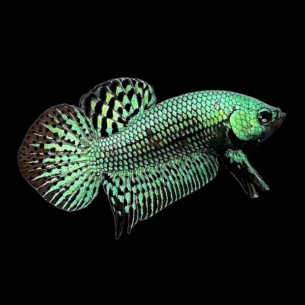 Premium Betta Male Alien Green | 3cm
