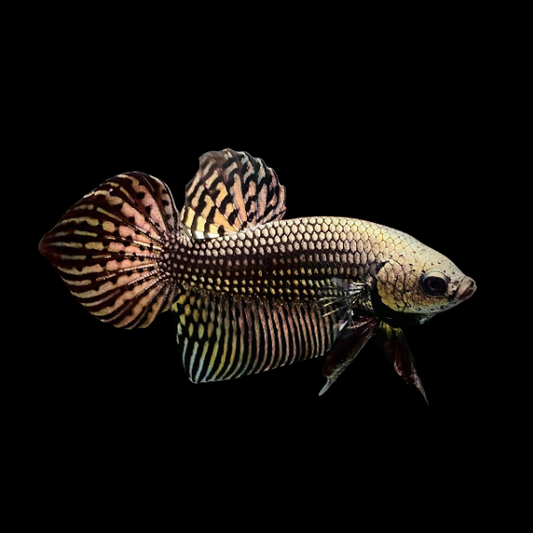 Premium Betta Male Alien Metallic | 3cm