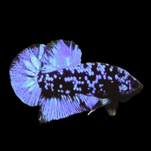 Premium Betta Male Avatar Blue Base | 3cm