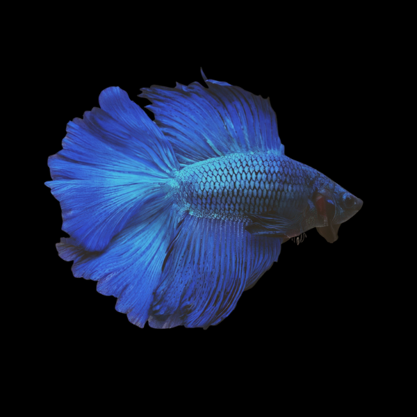 Premium Betta Male Double Tail Blue Based | 3cm