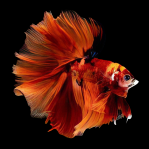 Premium Betta Male Double Tail Nemo | 3cm