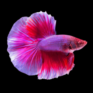 Premium Betta Male Double Tail Pink Based | 3cm