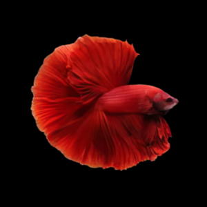 Premium Betta Male Double Tail Red Based | 3cm