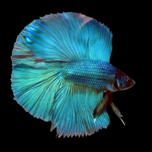 Premium Betta Male Double Tail Turquoise Based | 3cm