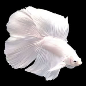 Premium Betta Male Double Tail White Based | 3cm