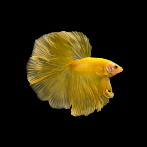 Premium Betta Male Double Tail Yellow Based | 3cm