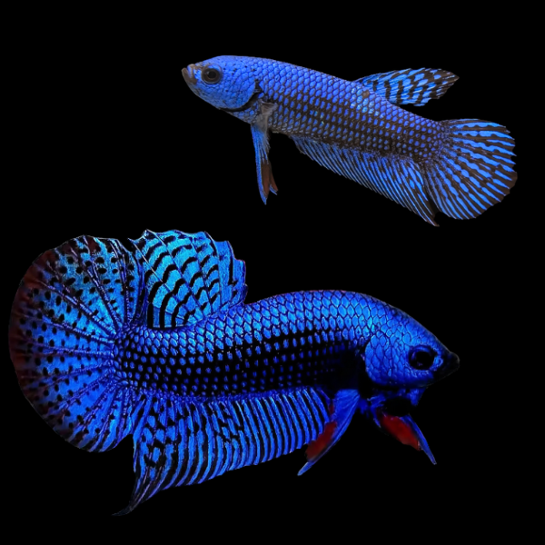 Premium Betta Pair Male & Female | 3cm